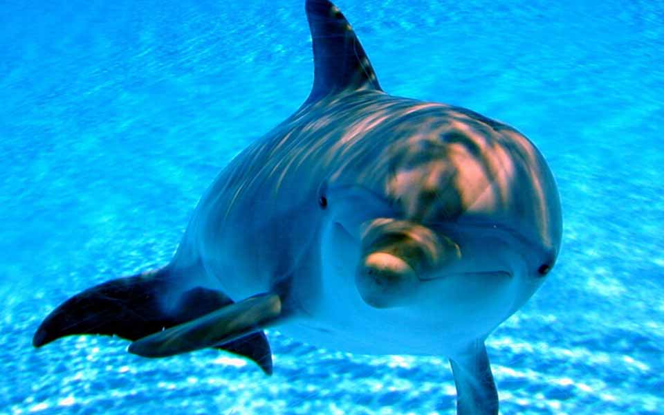dolphin1