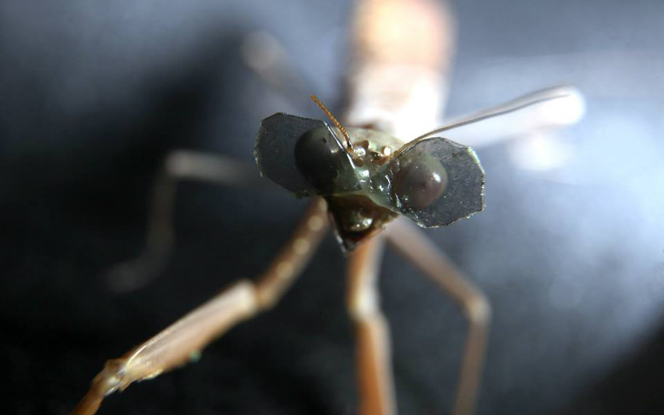 10155939_732870543432533_960139906166676804_n