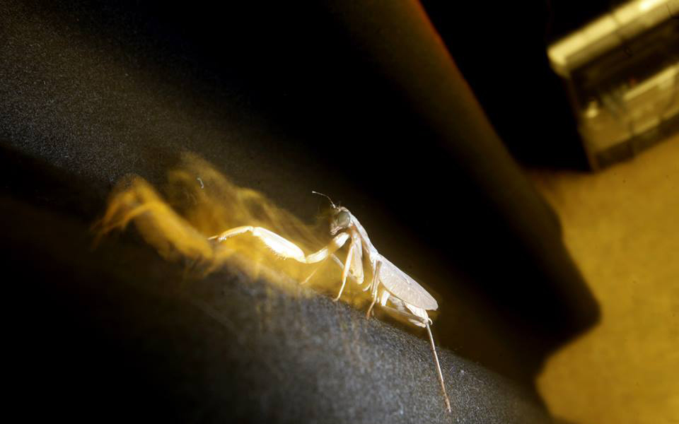 10168178_732870390099215_4880624278017293801_n