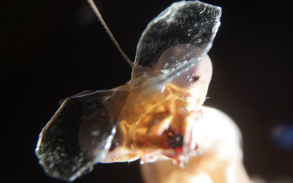 1620784_732870590099195_4074853711727850580_n