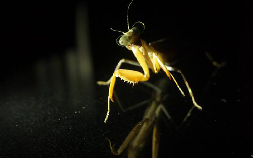 1972337_732870386765882_7917692023470017946_n