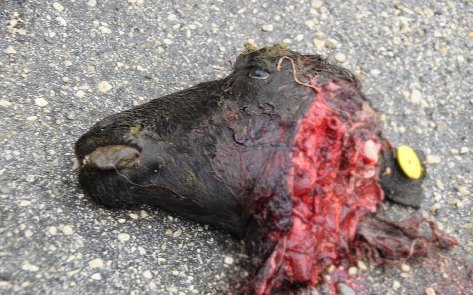 Μέσα στον χασισοβολώνα της Ευρώπης-6