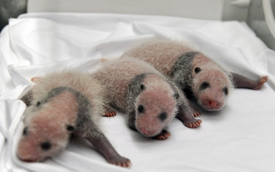 china-panda--copy-copy