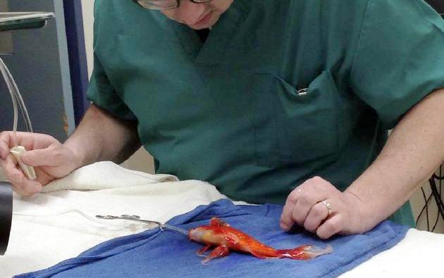 australia-goldfish_1