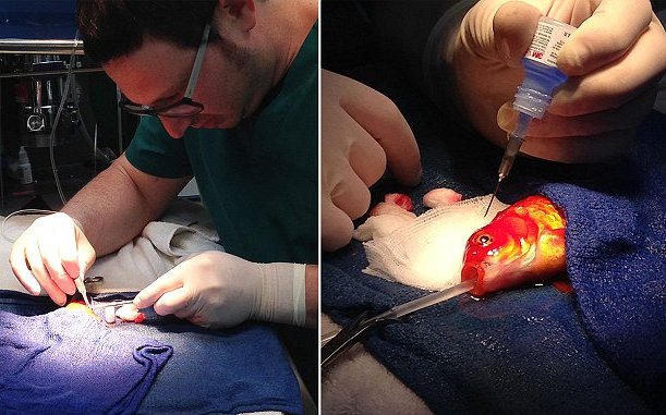 australia_goldfish_surgery_5