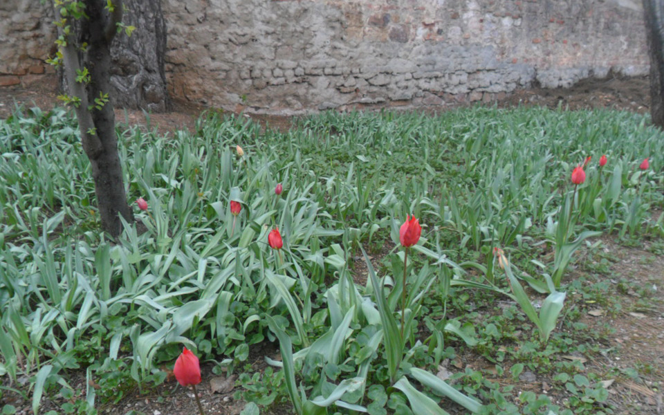 toulipes