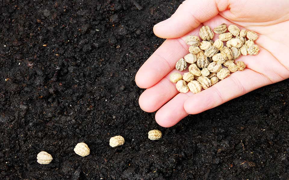 seeds1
