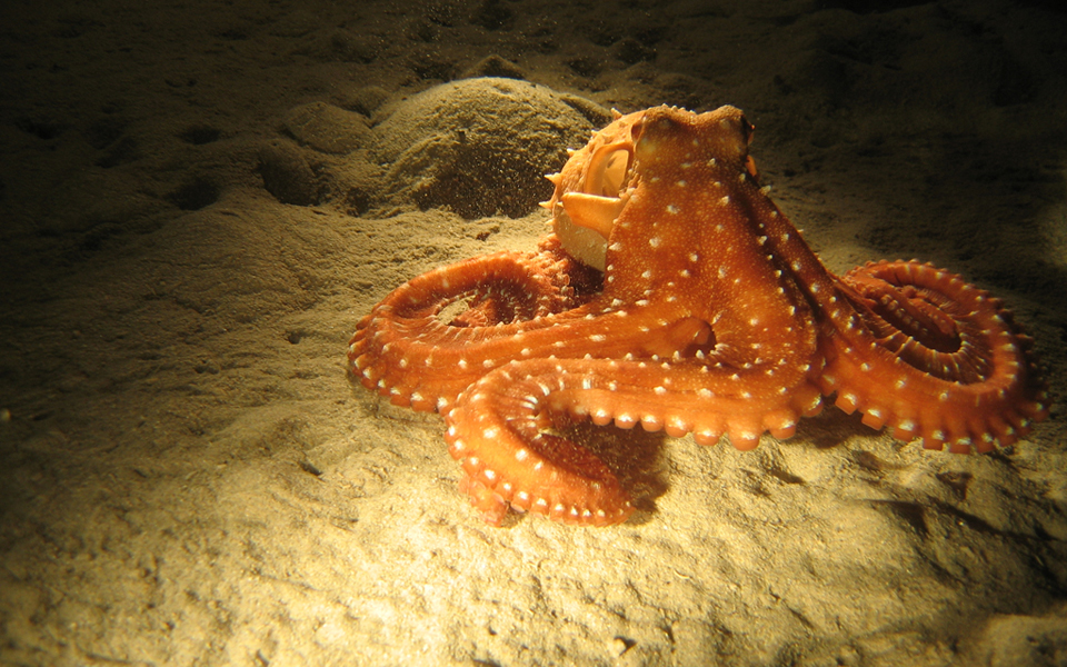 scubahellas3