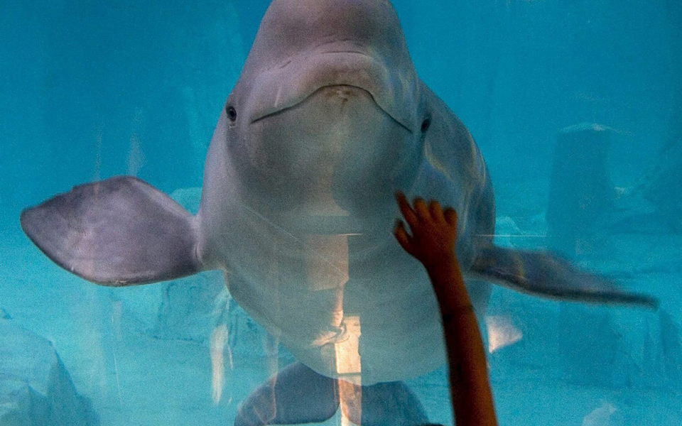 dolphin
