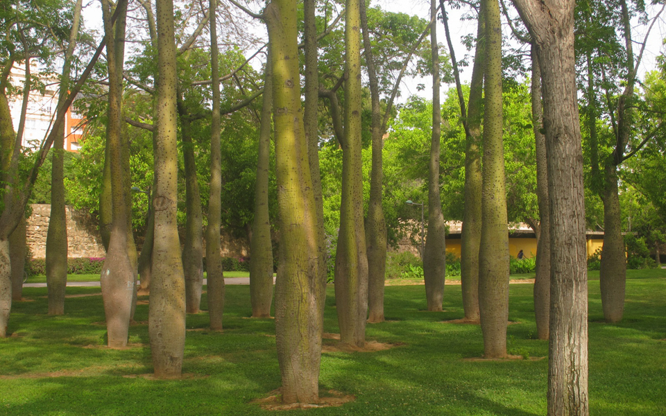 trees