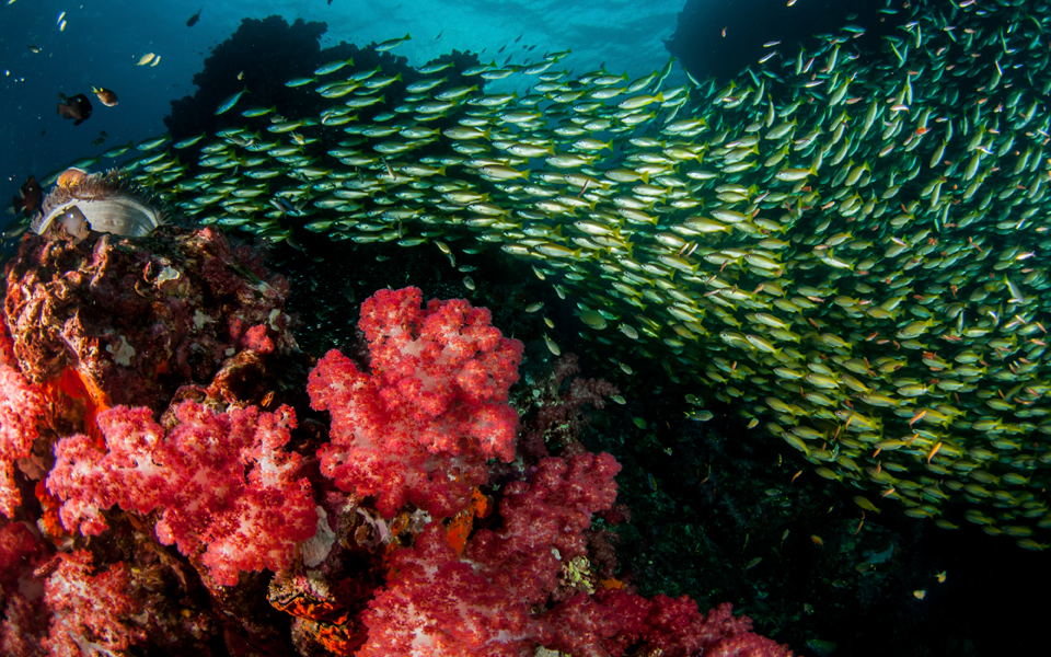 thailand_scuba_diving_adv21_10_1366768