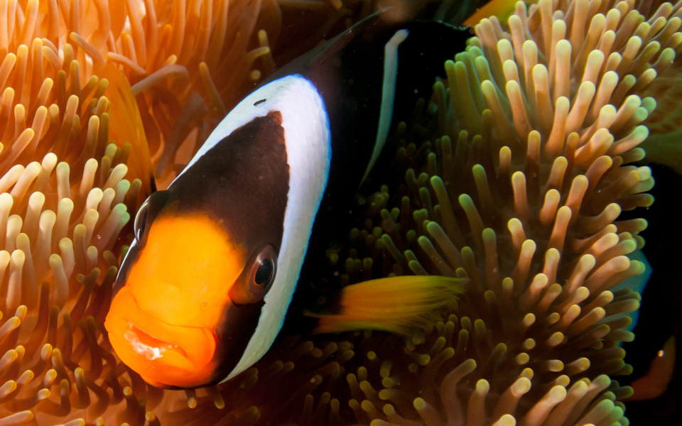 thailand_scuba_diving_adv21_12_1366771