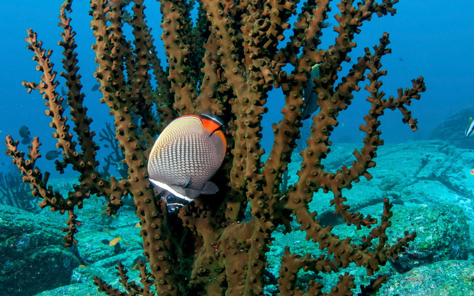 thailand_scuba_diving_adv21_4_1366776