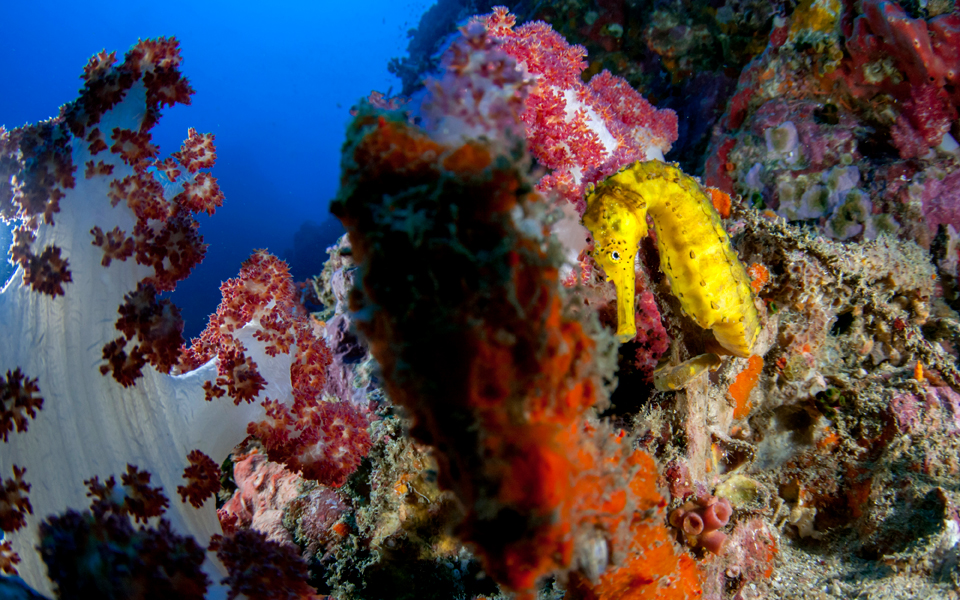 thailand_scuba_diving_adv21_9_1366779