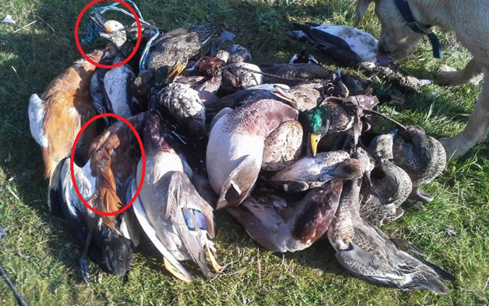 illegal_killing_tadorna_ferruginea