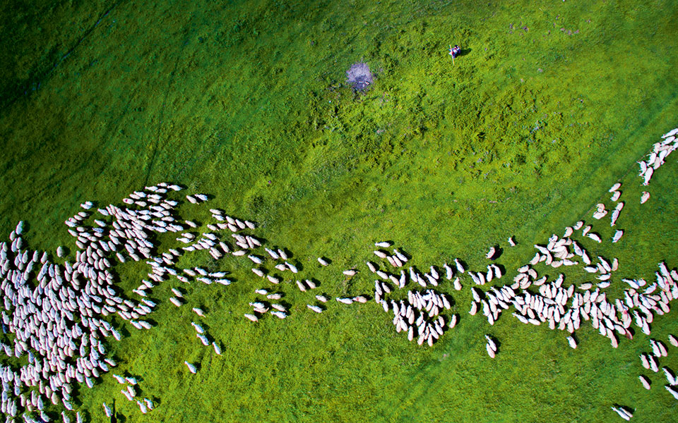 2nd-prize-winner-category--swarm