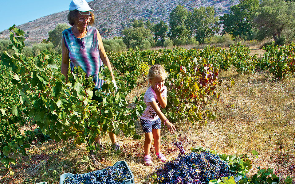 lasithi-022-krasi-ambeli-413