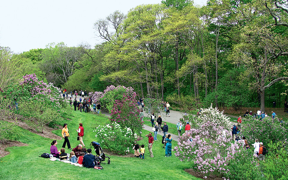 lilac_sunday_arnold_arboretum_jamaica_plain_ma