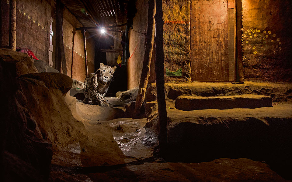 -nayan-khanolkar_wildlife-