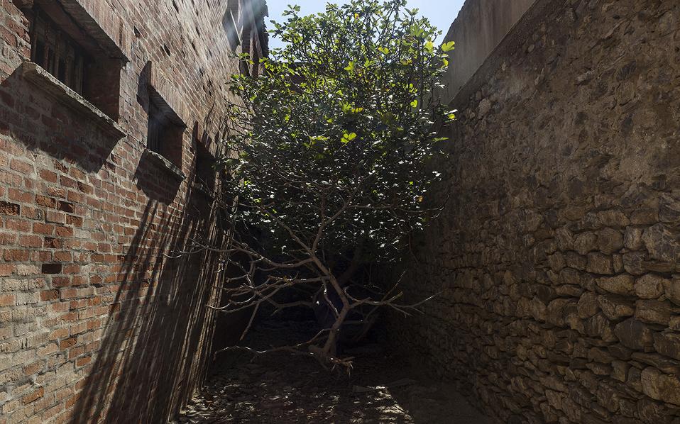 Φώκιες, μύχοι, τρίτωνες στην αναγεννημένη Γυάρο-5