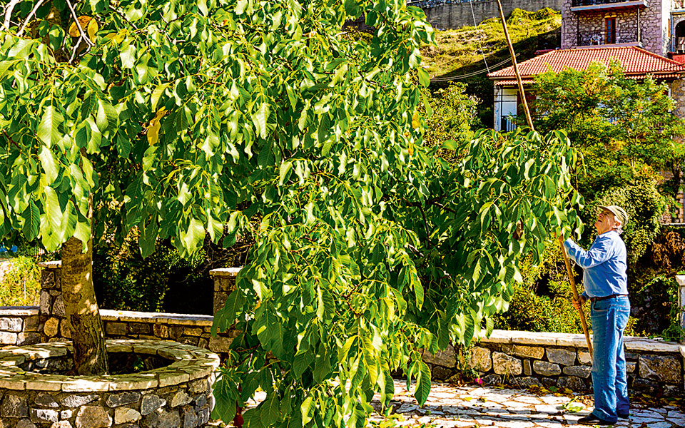 kouris_arcadia_stemnitsa_0054