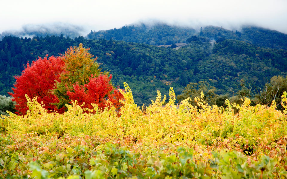 shutterstock_97836683