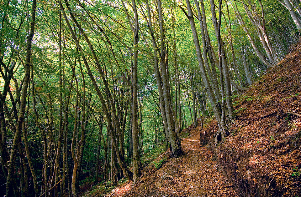 partheno-dasos-fraktou_42