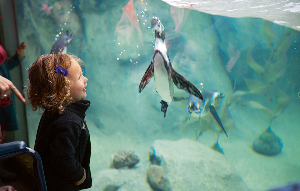 20160930_jf_penguin_member-copy