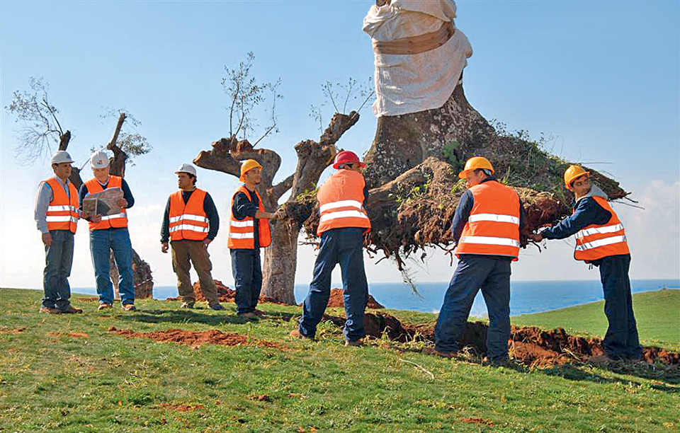 olive-trees-transplant-program
