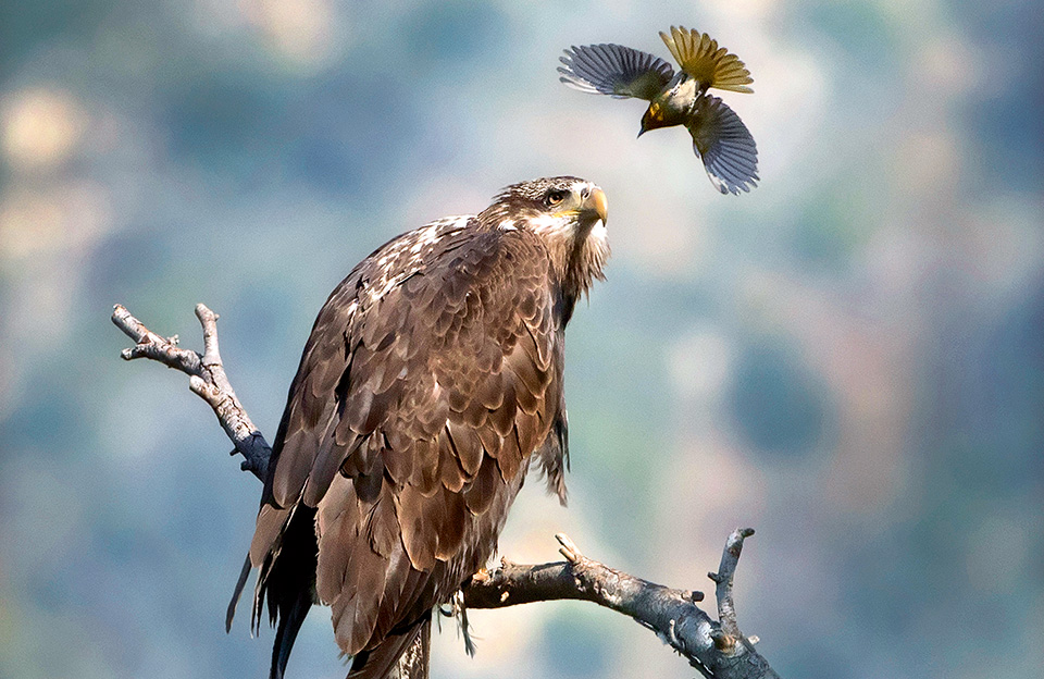 shutterstock_5684396a