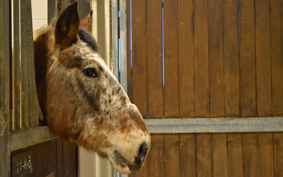alogo11