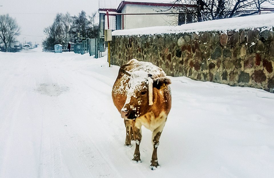 oi-agelades-kykloforoyn-anemeles-anamesa-apo-spitia-kai-an8rwpoys-sto-xwrio-stemantsminda