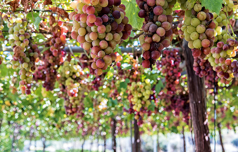 Μία πρώτη γνωριμία με τα κρασιά της Κύπρου-1