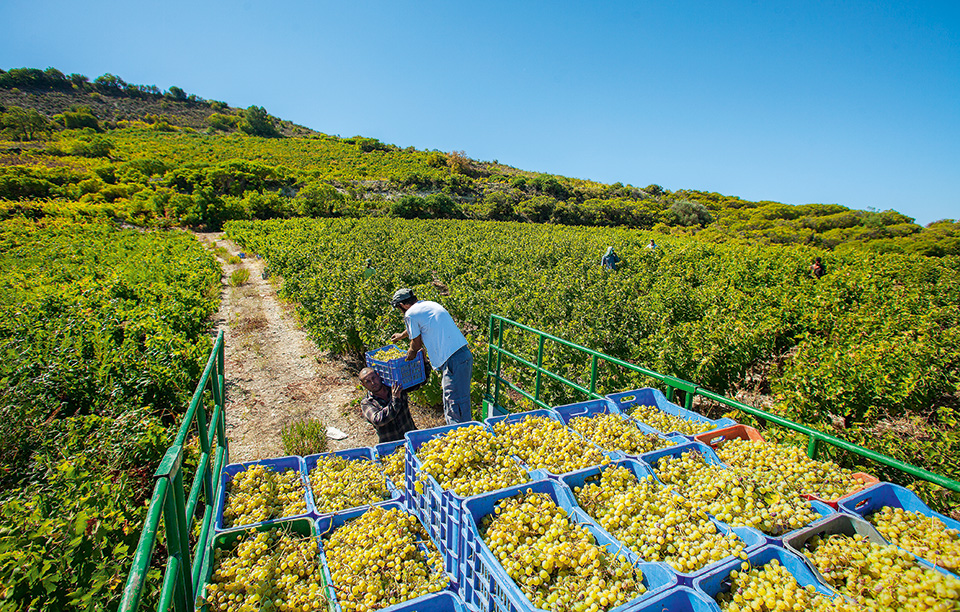 lemesos_omodos-vineyard-0168-img_6617_agis_agisilaou