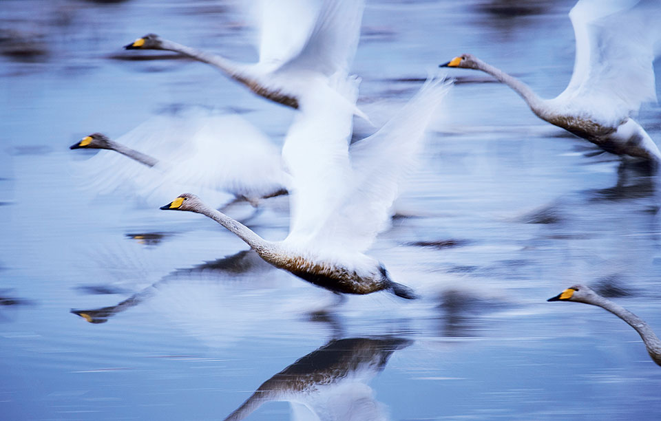 yourshot_tpoy_nature_2nd_kano