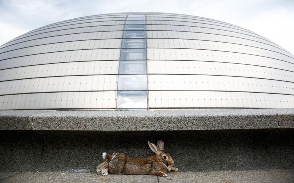 09s2rabbit-thumb-large