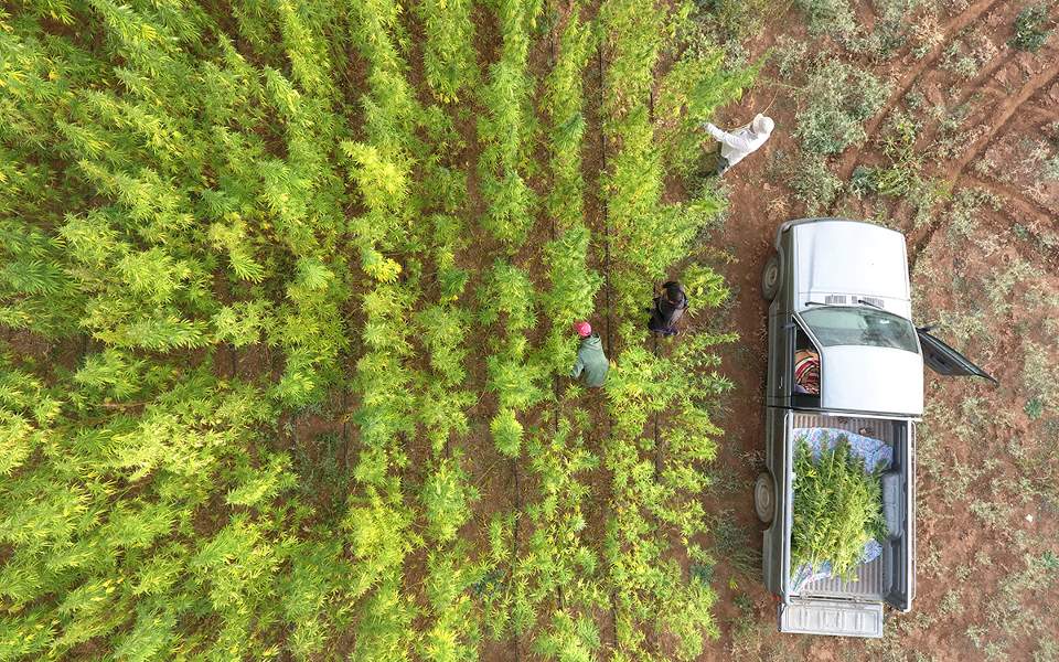 Θερίζοντας ήμερη κάνναβη στην εύφορη Μαντινεία-1