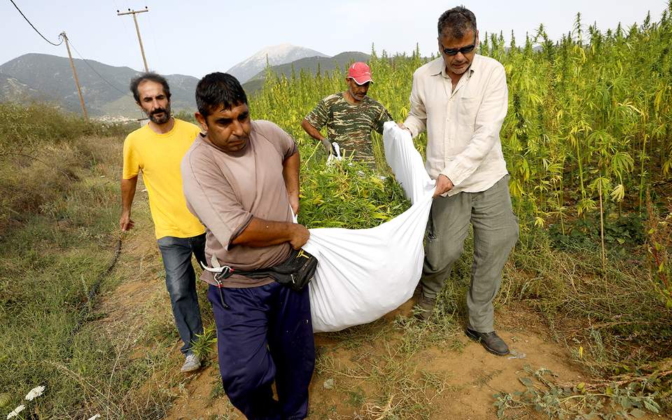 Θερίζοντας ήμερη κάνναβη στην εύφορη Μαντινεία-3