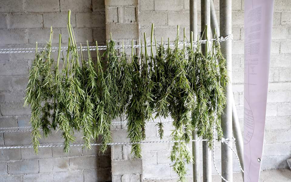 Θερίζοντας ήμερη κάνναβη στην εύφορη Μαντινεία-5