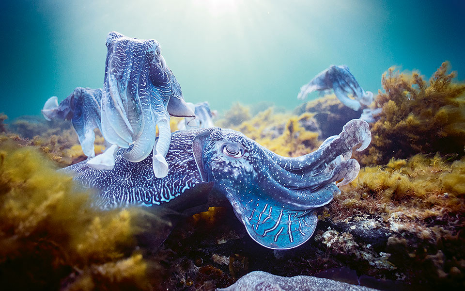 bpii_ep04_green-seas_early-release_01_photograph-by-hugh-miller-copyright-bbc-nhu-2016