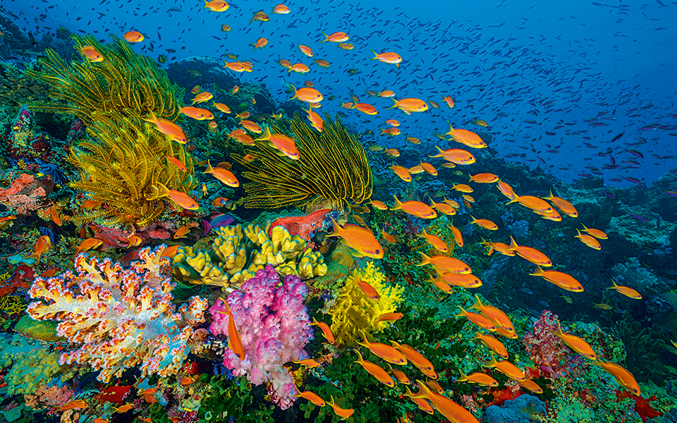 coral-reefs_01_embargoed-internationally-until-00-01-bst-sunday-1st-october-2017--restricted-to-print-use-only--geo-blocked-online--embargoed-in-uk--eire-until-00-01-bst