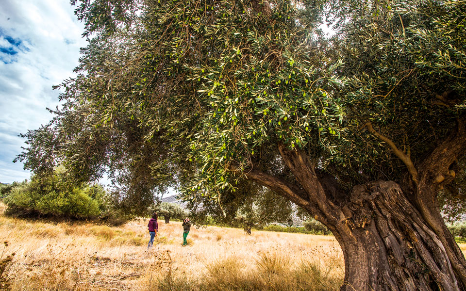 saronikos-008-olymbos-0310