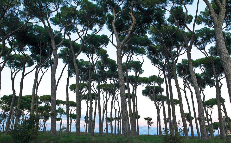 shutterstock_246545965