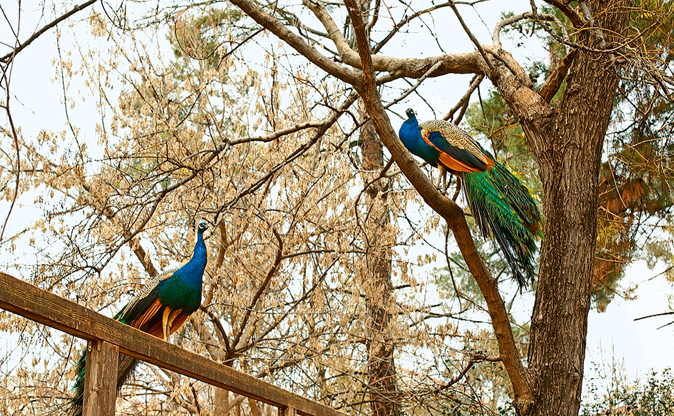 pagonia-sto-pafsilypon