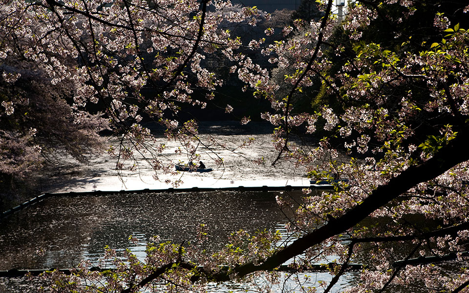 hanami_1015