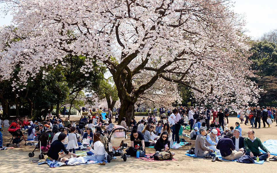 hanami_shinjukugyoen-1290