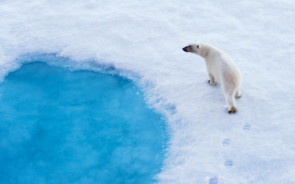 bear-pool-5-copyright-christopher-michel