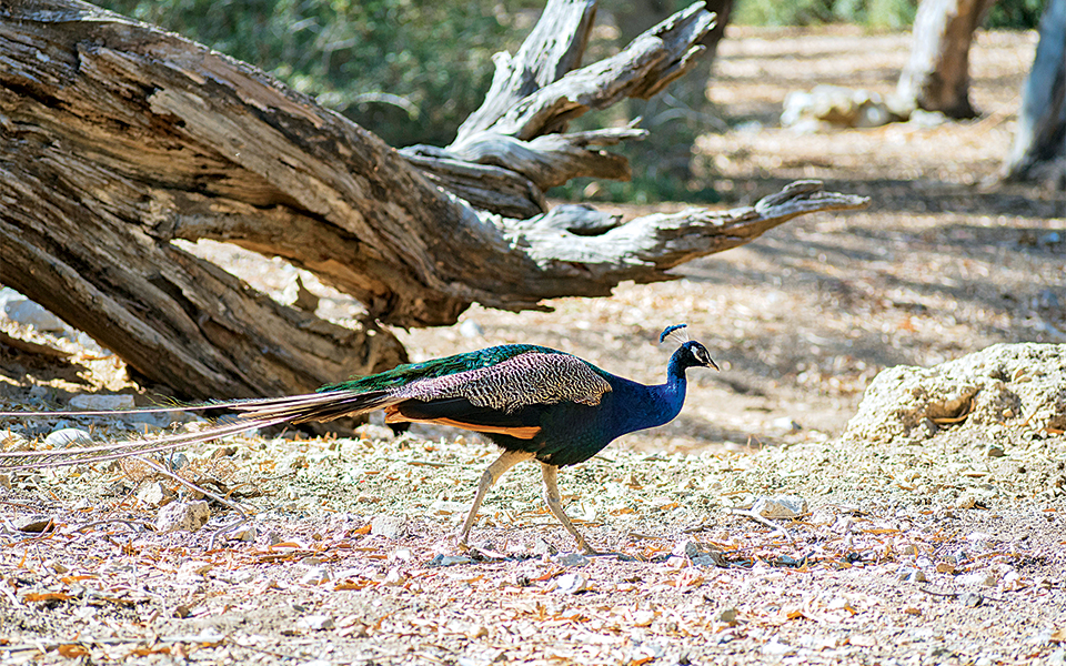 plaka_pagwnia_dsc9951