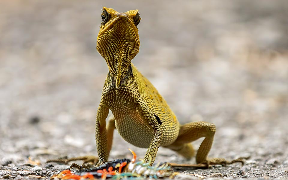 -adam-hakim-hogg---wildlife-photographer-of-the-year