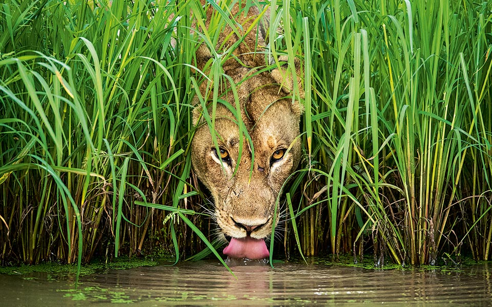 -isak-pretorius---wildlife-photographer-of-the-year